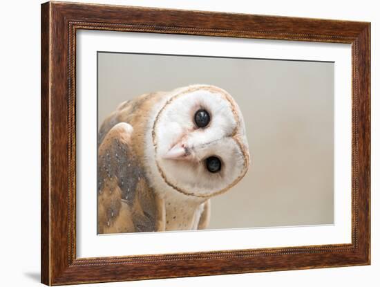 Common Barn Owl ( Tyto Albahead ) Head close Up-Anan Kaewkhammul-Framed Photographic Print