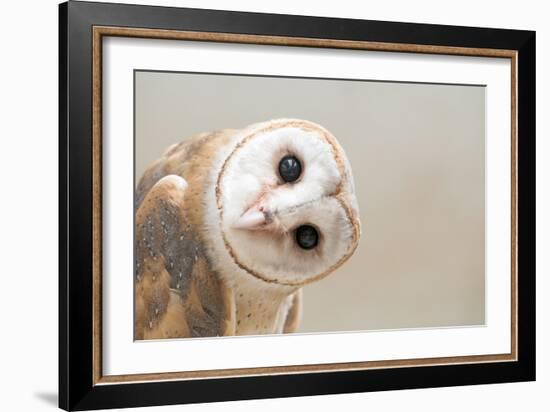 Common Barn Owl ( Tyto Albahead ) Head close Up-Anan Kaewkhammul-Framed Photographic Print