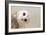 Common Barn Owl ( Tyto Albahead ) Head close Up-Anan Kaewkhammul-Framed Photographic Print