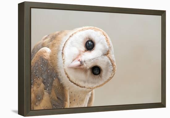 Common Barn Owl ( Tyto Albahead ) Head close Up-Anan Kaewkhammul-Framed Premier Image Canvas