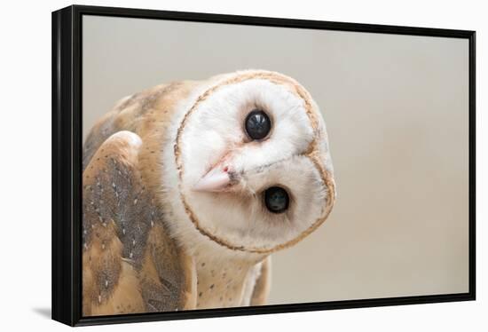 Common Barn Owl ( Tyto Albahead ) Head close Up-Anan Kaewkhammul-Framed Premier Image Canvas