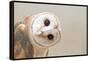 Common Barn Owl ( Tyto Albahead ) Head close Up-Anan Kaewkhammul-Framed Premier Image Canvas