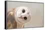 Common Barn Owl ( Tyto Albahead ) Head close Up-Anan Kaewkhammul-Framed Premier Image Canvas