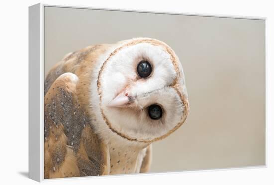 Common Barn Owl ( Tyto Albahead ) Head close Up-Anan Kaewkhammul-Framed Premier Image Canvas