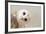 Common Barn Owl ( Tyto Albahead ) Head close Up-Anan Kaewkhammul-Framed Premium Photographic Print