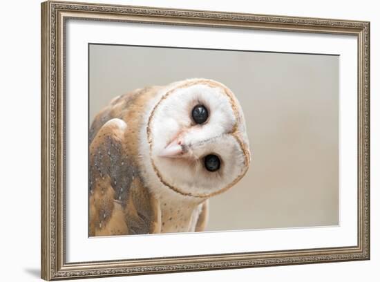 Common Barn Owl ( Tyto Albahead ) Head close Up-Anan Kaewkhammul-Framed Premium Photographic Print