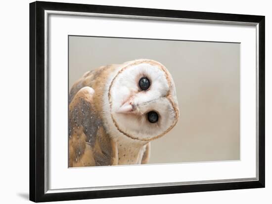 Common Barn Owl ( Tyto Albahead ) Head close Up-Anan Kaewkhammul-Framed Premium Photographic Print