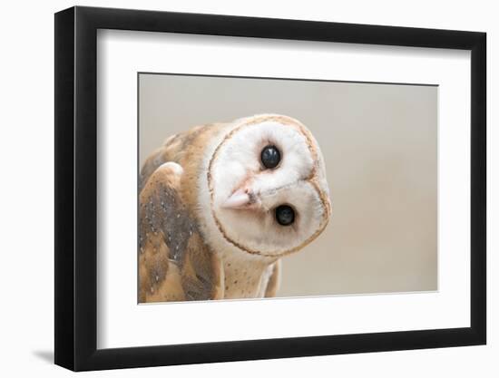 Common Barn Owl ( Tyto Albahead ) Head close Up-Anan Kaewkhammul-Framed Premium Photographic Print