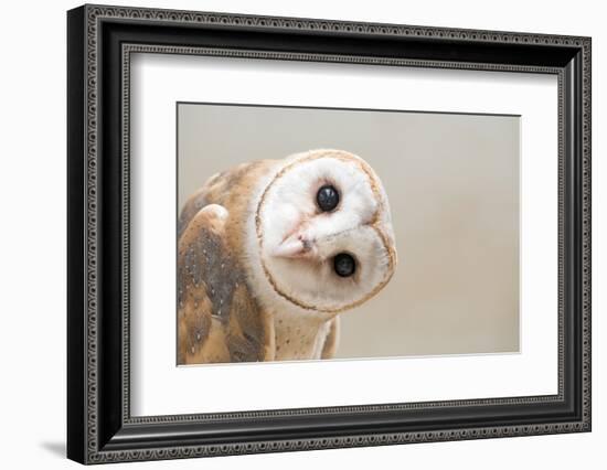 Common Barn Owl ( Tyto Albahead ) Head close Up-Anan Kaewkhammul-Framed Premium Photographic Print