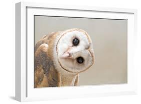 Common Barn Owl ( Tyto Albahead ) Head close Up-Anan Kaewkhammul-Framed Photographic Print