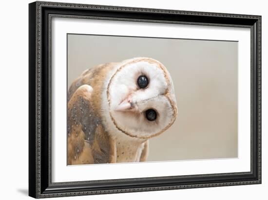 Common Barn Owl ( Tyto Albahead ) Head close Up-Anan Kaewkhammul-Framed Photographic Print