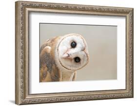 Common Barn Owl ( Tyto Albahead ) Head close Up-Anan Kaewkhammul-Framed Photographic Print