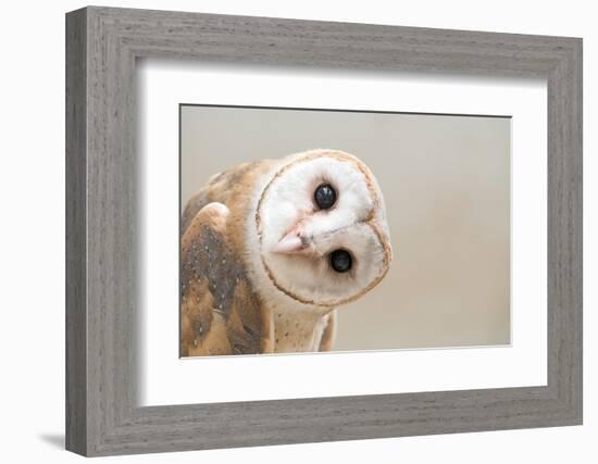 Common Barn Owl ( Tyto Albahead ) Head close Up-Anan Kaewkhammul-Framed Photographic Print