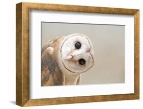 Common Barn Owl ( Tyto Albahead ) Head close Up-Anan Kaewkhammul-Framed Photographic Print