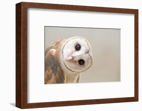 Common Barn Owl ( Tyto Albahead ) Head close Up-Anan Kaewkhammul-Framed Photographic Print