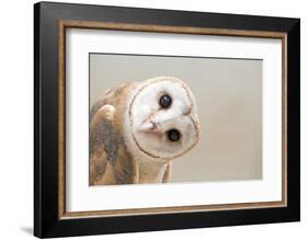 Common Barn Owl ( Tyto Albahead ) Head close Up-Anan Kaewkhammul-Framed Photographic Print
