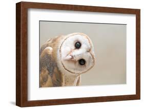 Common Barn Owl ( Tyto Albahead ) Head close Up-Anan Kaewkhammul-Framed Photographic Print