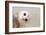 Common Barn Owl ( Tyto Albahead ) Head close Up-Anan Kaewkhammul-Framed Photographic Print