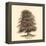 Common Beech-Samuel Williams-Framed Stretched Canvas