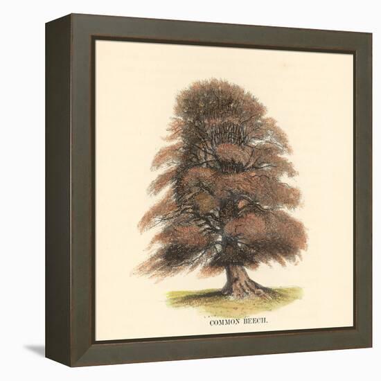 Common Beech-Samuel Williams-Framed Stretched Canvas