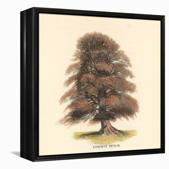 Common Beech-Samuel Williams-Framed Stretched Canvas