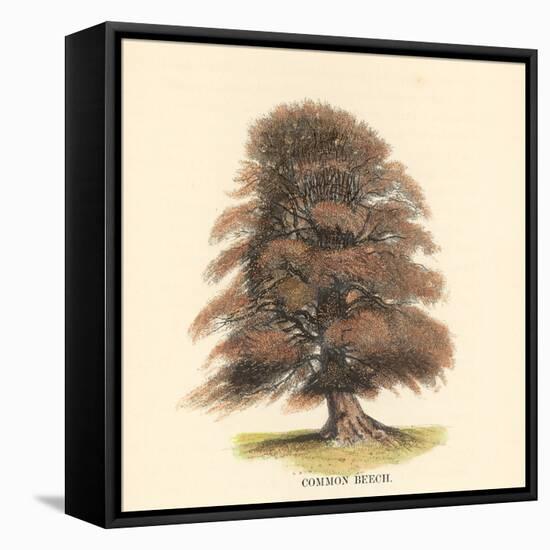 Common Beech-Samuel Williams-Framed Stretched Canvas