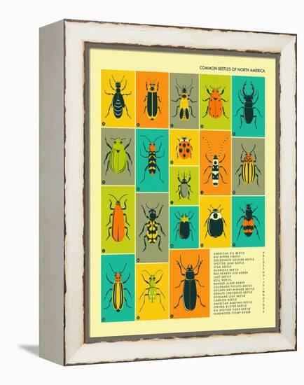 Common Beetles of North America-Jazzberry Blue-Framed Stretched Canvas