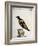 Common Blackbird from Brazil or Brazilian Gold Miner (Merula Ex Nigro Et Viridescente Et Aureo Vari-null-Framed Giclee Print