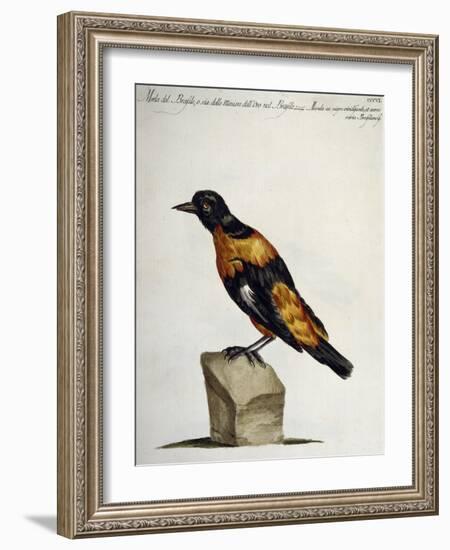 Common Blackbird from Brazil or Brazilian Gold Miner (Merula Ex Nigro Et Viridescente Et Aureo Vari-null-Framed Giclee Print