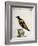 Common Blackbird from Brazil or Brazilian Gold Miner (Merula Ex Nigro Et Viridescente Et Aureo Vari-null-Framed Giclee Print