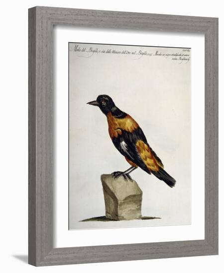 Common Blackbird from Brazil or Brazilian Gold Miner (Merula Ex Nigro Et Viridescente Et Aureo Vari-null-Framed Giclee Print