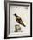 Common Blackbird from Brazil or Brazilian Gold Miner (Merula Ex Nigro Et Viridescente Et Aureo Vari-null-Framed Giclee Print