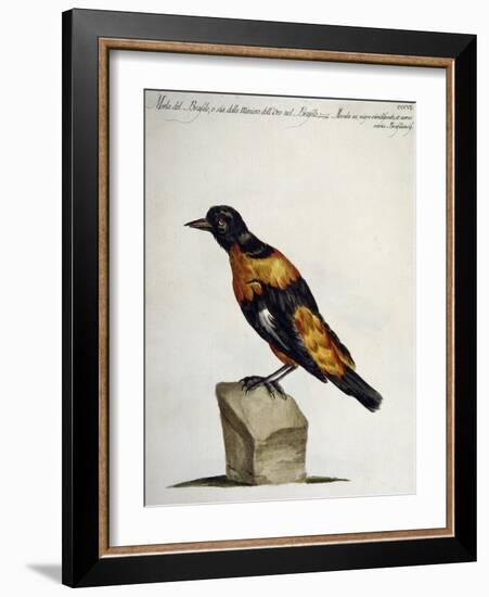 Common Blackbird from Brazil or Brazilian Gold Miner (Merula Ex Nigro Et Viridescente Et Aureo Vari-null-Framed Giclee Print