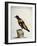 Common Blackbird from Brazil or Brazilian Gold Miner (Merula Ex Nigro Et Viridescente Et Aureo Vari-null-Framed Giclee Print