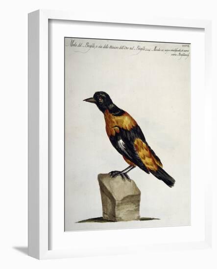 Common Blackbird from Brazil or Brazilian Gold Miner (Merula Ex Nigro Et Viridescente Et Aureo Vari-null-Framed Giclee Print