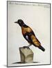 Common Blackbird from Brazil or Brazilian Gold Miner (Merula Ex Nigro Et Viridescente Et Aureo Vari-null-Mounted Giclee Print