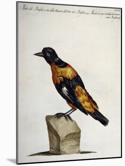 Common Blackbird from Brazil or Brazilian Gold Miner (Merula Ex Nigro Et Viridescente Et Aureo Vari-null-Mounted Giclee Print