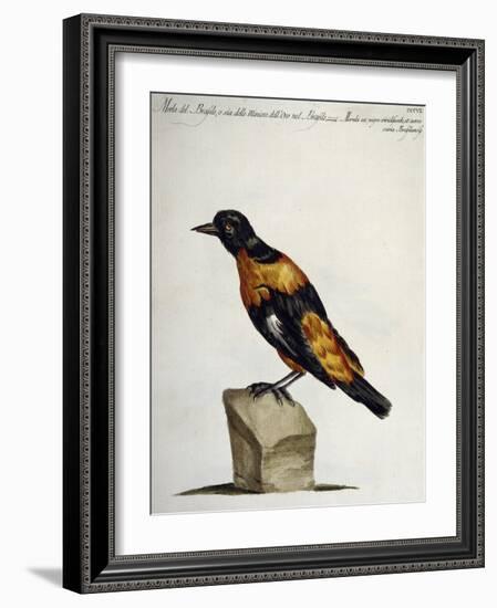 Common Blackbird from Brazil or Brazilian Gold Miner (Merula Ex Nigro Et Viridescente Et Aureo Vari-null-Framed Giclee Print