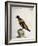 Common Blackbird from Brazil or Brazilian Gold Miner (Merula Ex Nigro Et Viridescente Et Aureo Vari-null-Framed Giclee Print