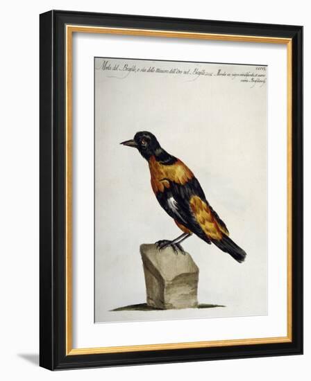 Common Blackbird from Brazil or Brazilian Gold Miner (Merula Ex Nigro Et Viridescente Et Aureo Vari-null-Framed Giclee Print