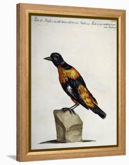 Common Blackbird from Brazil or Brazilian Gold Miner (Merula Ex Nigro Et Viridescente Et Aureo Vari-null-Framed Premier Image Canvas