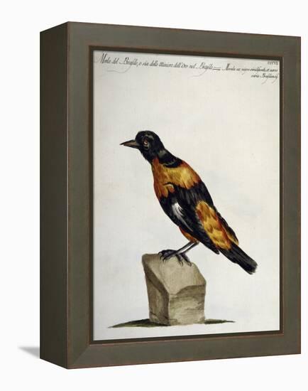 Common Blackbird from Brazil or Brazilian Gold Miner (Merula Ex Nigro Et Viridescente Et Aureo Vari-null-Framed Premier Image Canvas