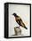 Common Blackbird from Brazil or Brazilian Gold Miner (Merula Ex Nigro Et Viridescente Et Aureo Vari-null-Framed Premier Image Canvas