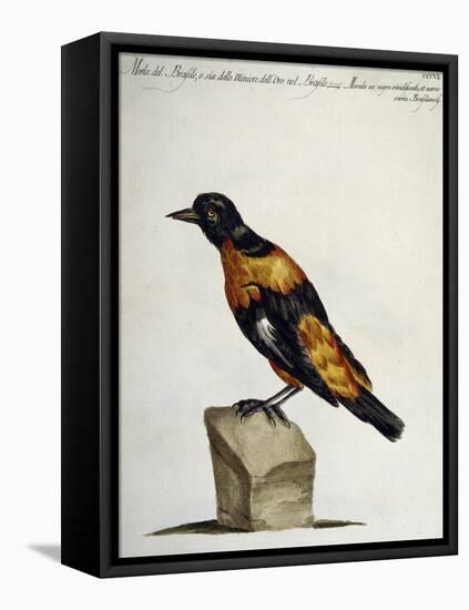 Common Blackbird from Brazil or Brazilian Gold Miner (Merula Ex Nigro Et Viridescente Et Aureo Vari-null-Framed Premier Image Canvas