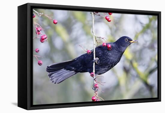 Common Blackbird Hanging from Hawthorn Bush-null-Framed Premier Image Canvas