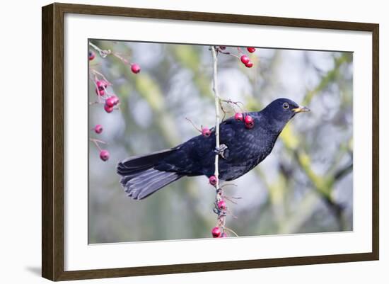 Common Blackbird Hanging from Hawthorn Bush-null-Framed Photographic Print