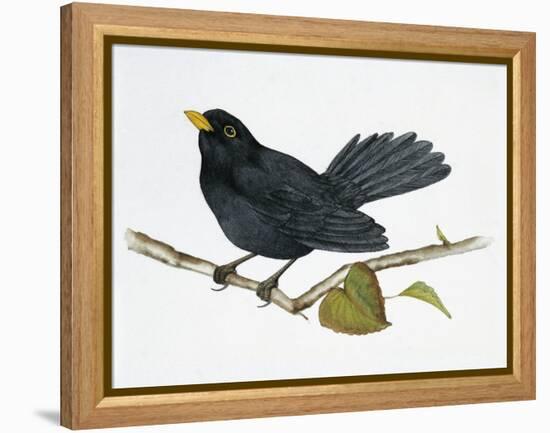 Common Blackbird (Turdus Merula), Turdidae-null-Framed Premier Image Canvas