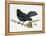 Common Blackbird (Turdus Merula), Turdidae-null-Framed Premier Image Canvas