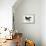 Common Blackbird (Turdus Merula), Turdidae-null-Framed Premier Image Canvas displayed on a wall