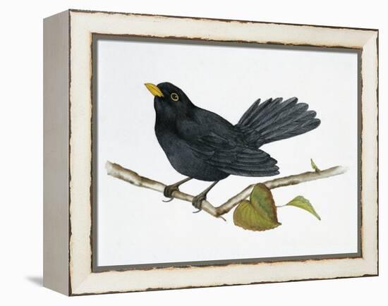 Common Blackbird (Turdus Merula), Turdidae-null-Framed Premier Image Canvas